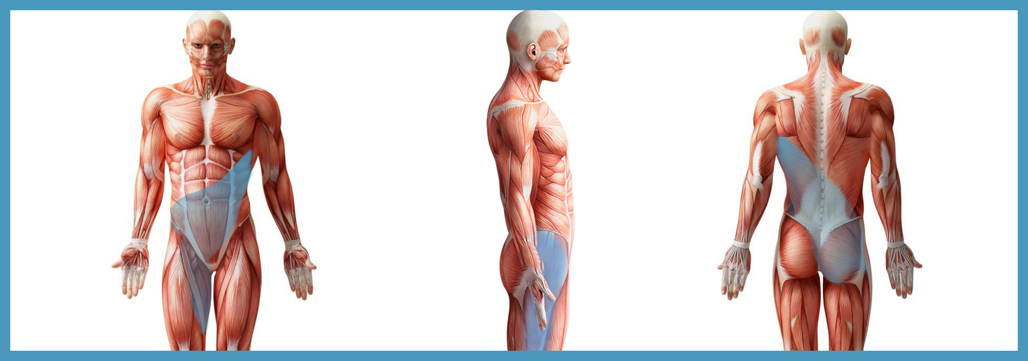 Biomechanics Monthly | Muscular Systems and Anatomical Slings